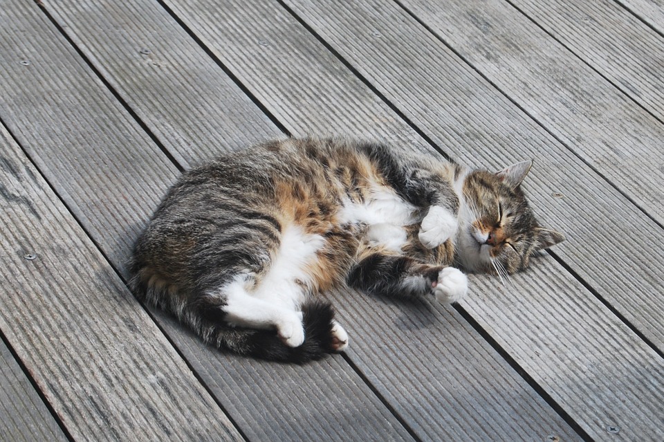 gato enseña barriga