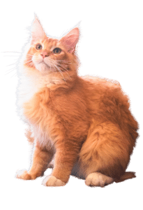Maine coon naranja