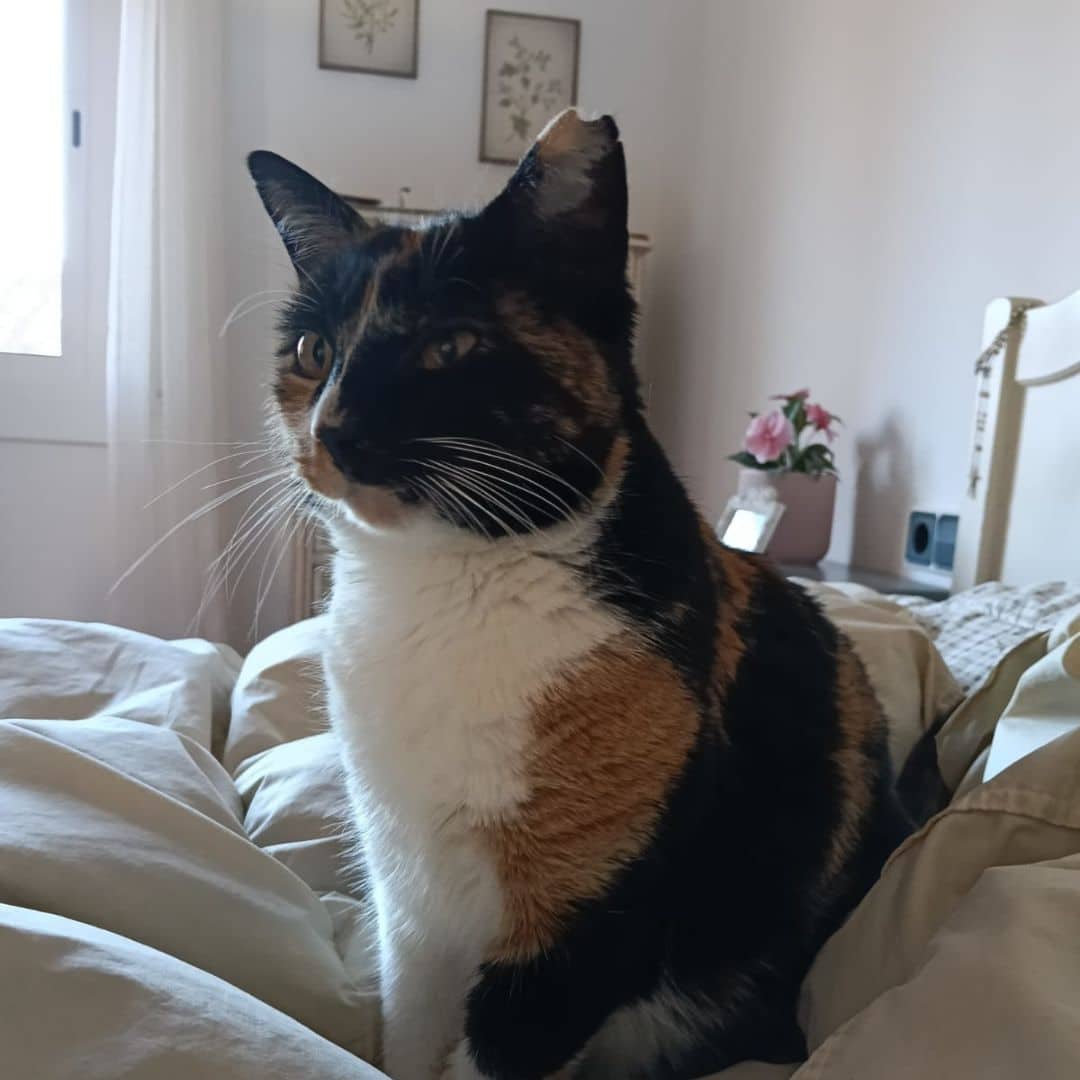 Mixeta, caso de comportamiento felino